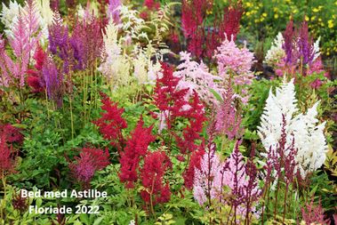 floriade 2022 Astilbe bed
